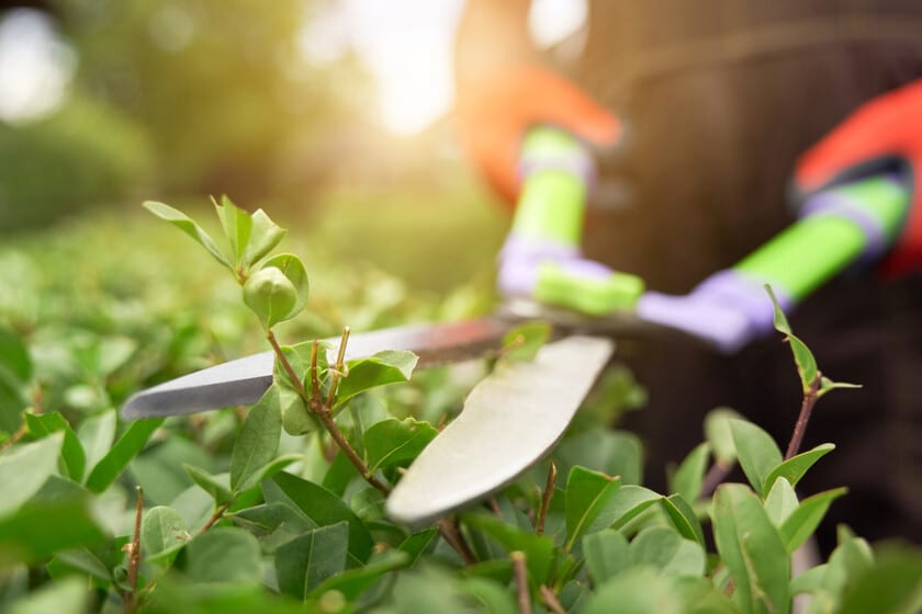 Razones para Evitar la Poda de Hortensias, Crisantemos y Geranios en Noviembre
