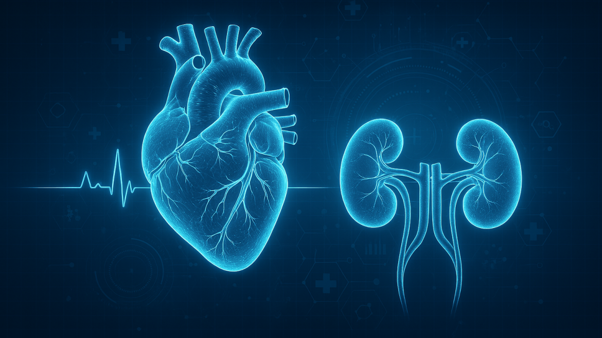 Corazón y riñones