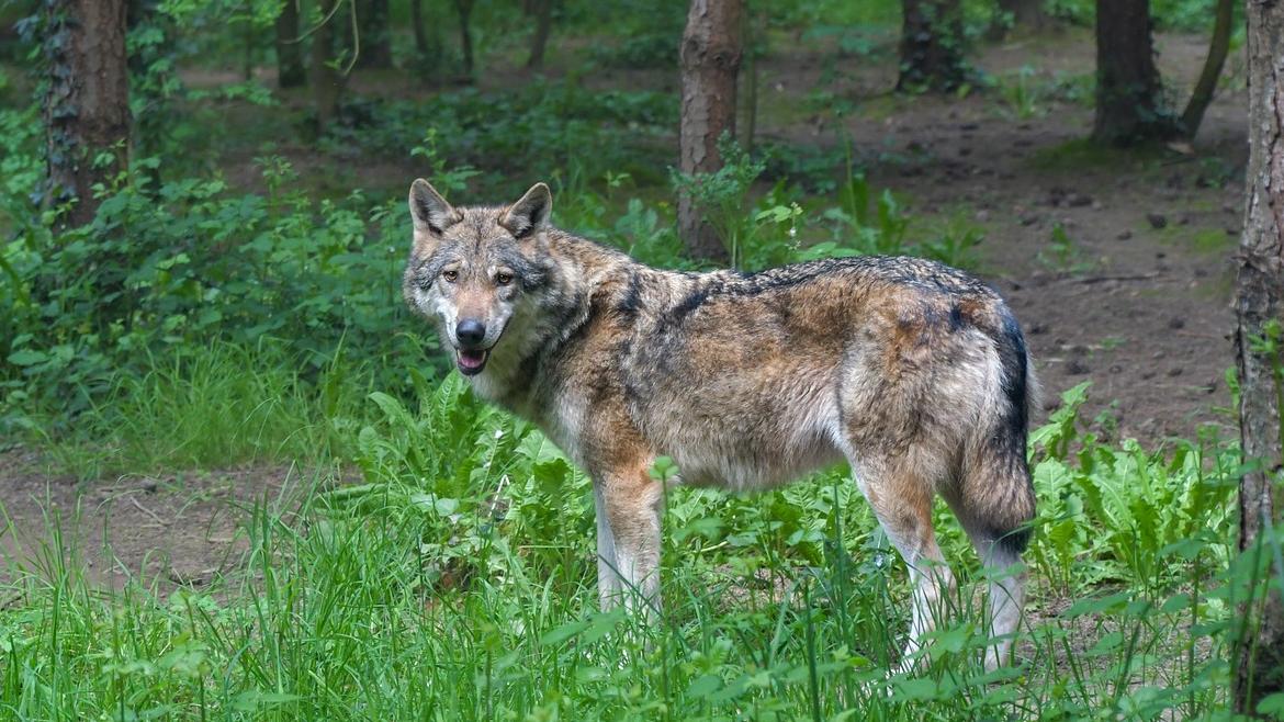 Aumento de Apoyo: Madrid Incrementa Fondos para Proteger Ganaderías de Ataques de Lobo en 2025