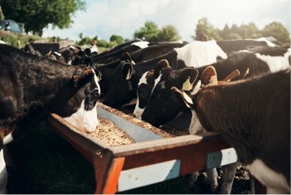 Bifeedoo Revoluciona la Ganadería Bovina con Enfoque Sostenible en Nutrición Ecológica