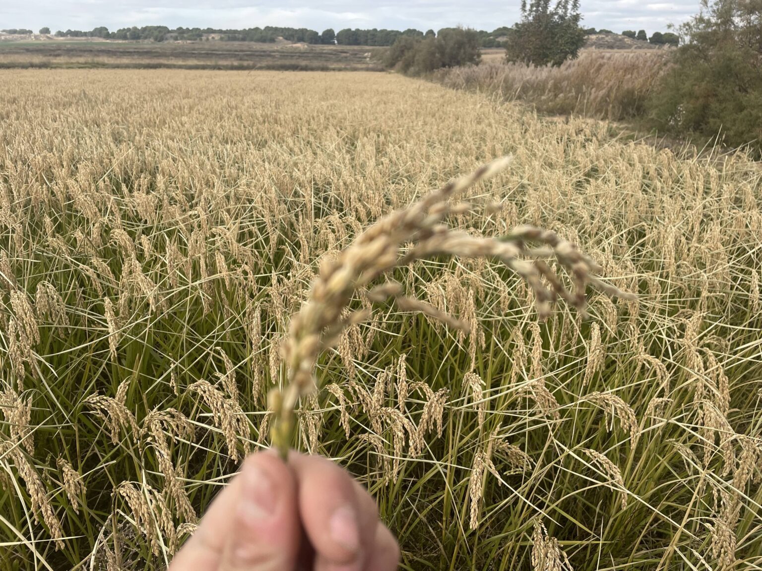 BioPalacín Planet Impulsa Crecimiento en Ventas de Arroz Ecológico por Mayor Conciencia en Salud y Sostenibilidad Ambiental