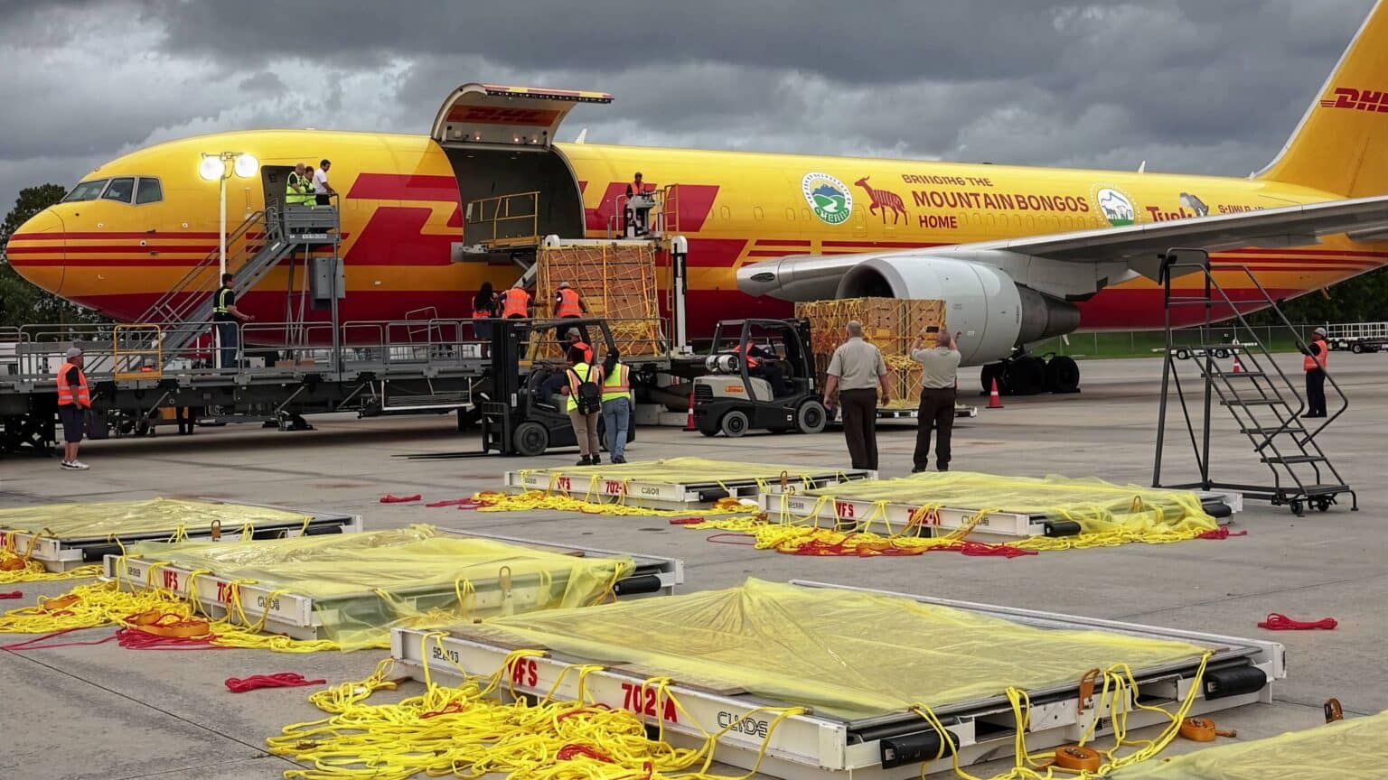 DHL Sorprende con los Envíos Más Inusuales de 2025