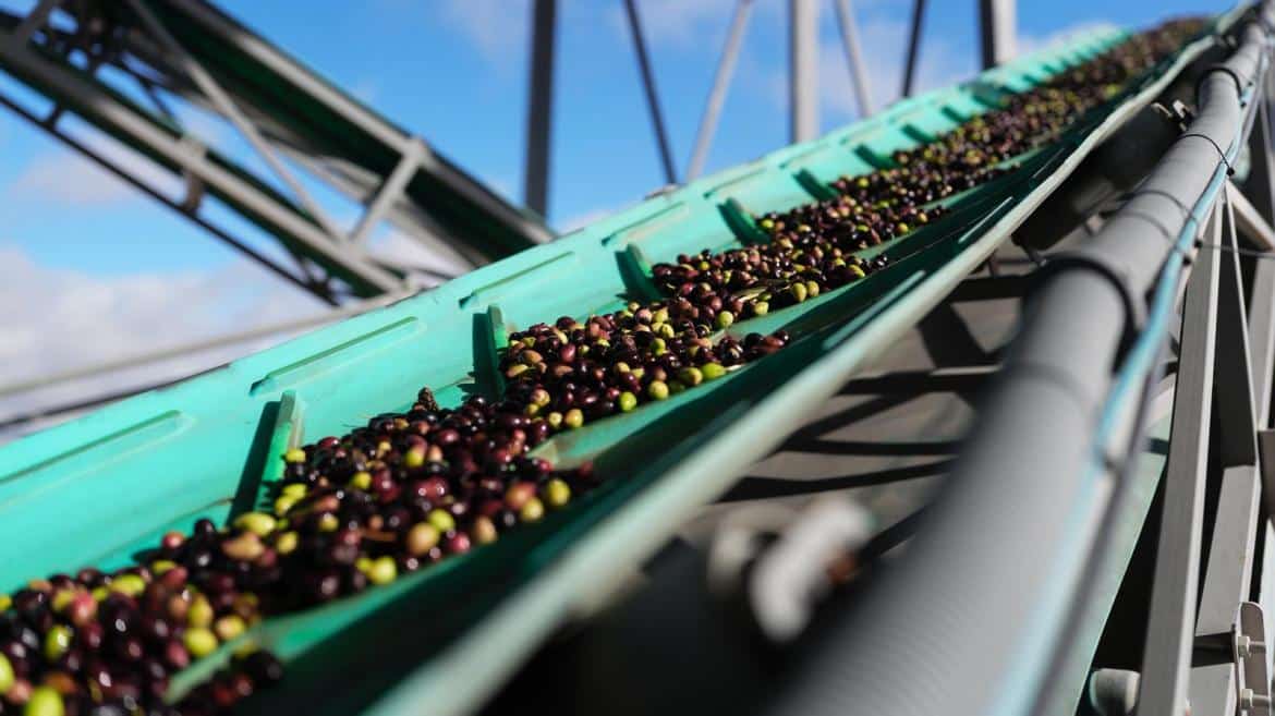 Decreto de la Comunidad de Madrid Asegurará la Trazabilidad del Aceite de Oliva desde la Aceituna hasta la Mesa