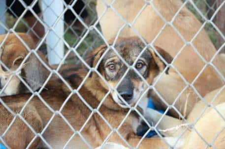 Derechos Sociales Destina 4,8 Millones de Euros a la Protección Animal en 2025