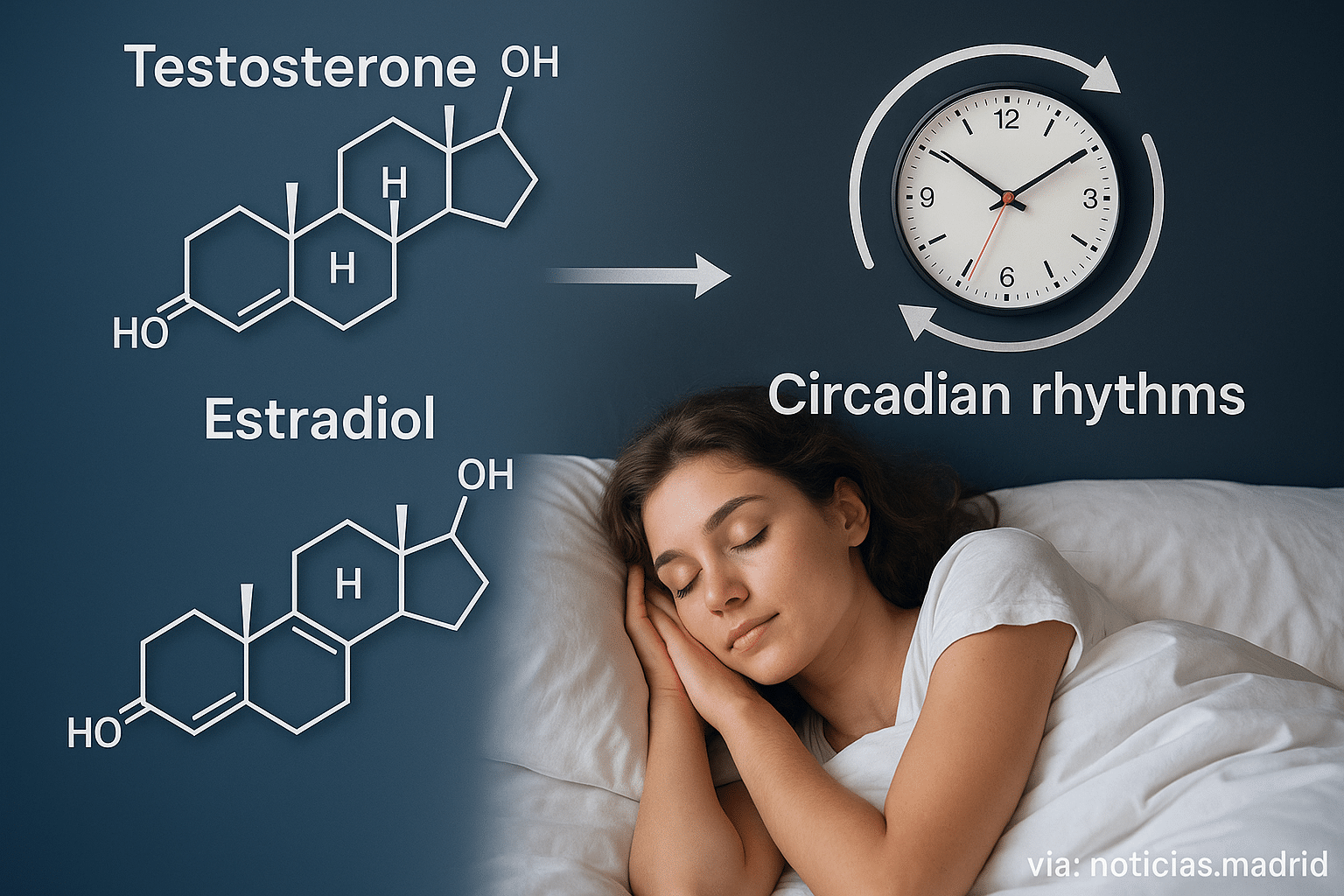 Hormonas sexuales como determinantes fundamentales de los ritmos circadianos