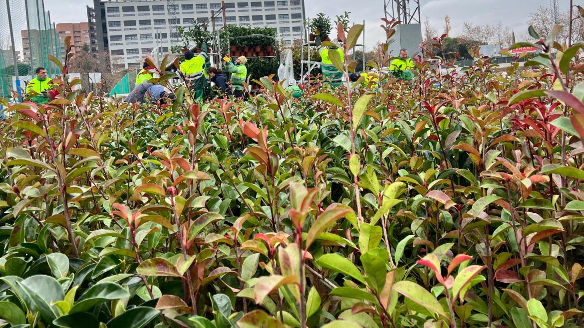 La Comunidad de Madrid Impulsa la Regeneración de Tres Cantos con la Donación de 3.400 Plantas Tras el Incendio del Verano