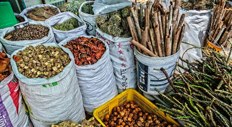 La Medicina Tradicional: Creciendo en Relevancia y Alcance Global