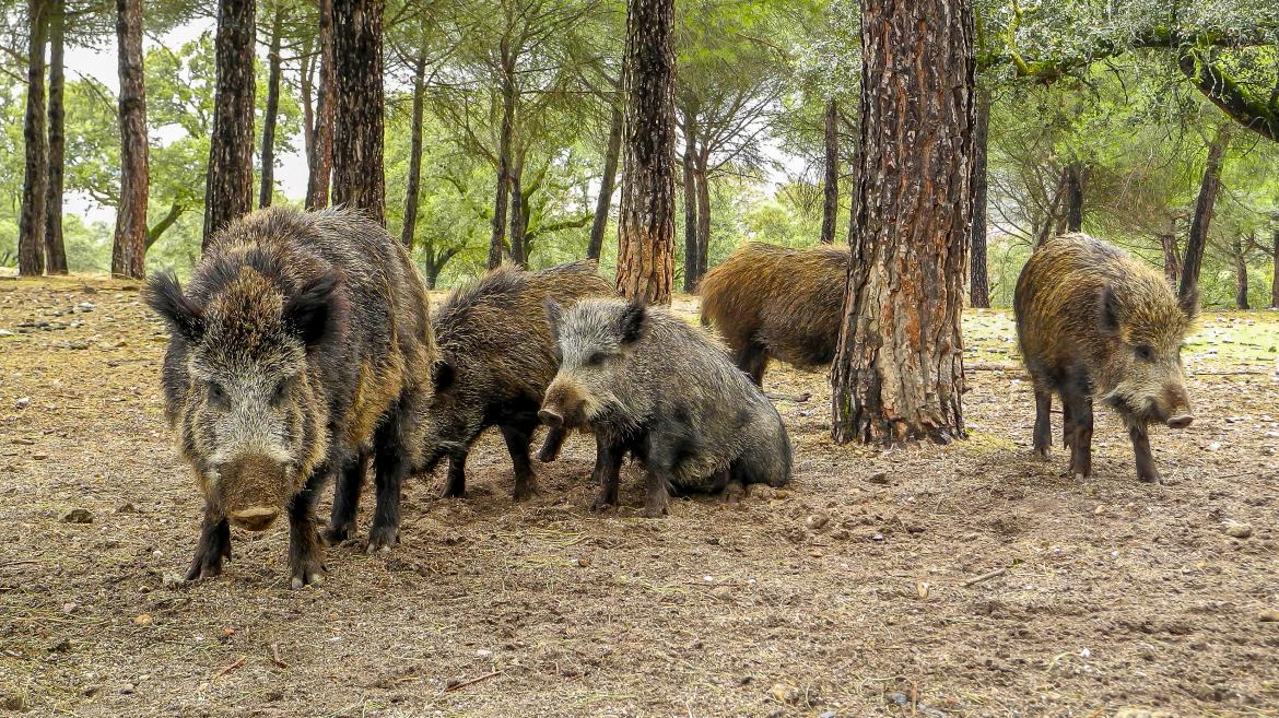Plan Estratégico de Control de Jabalíes en Madrid hasta 2030 para Proteger la Salud Pública