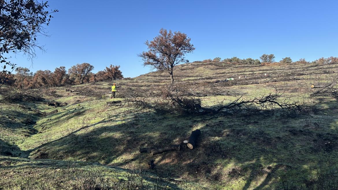 Progresos en la Restauración del Monte de Viñuelas tras el Incendio Estival en Tres Cantos