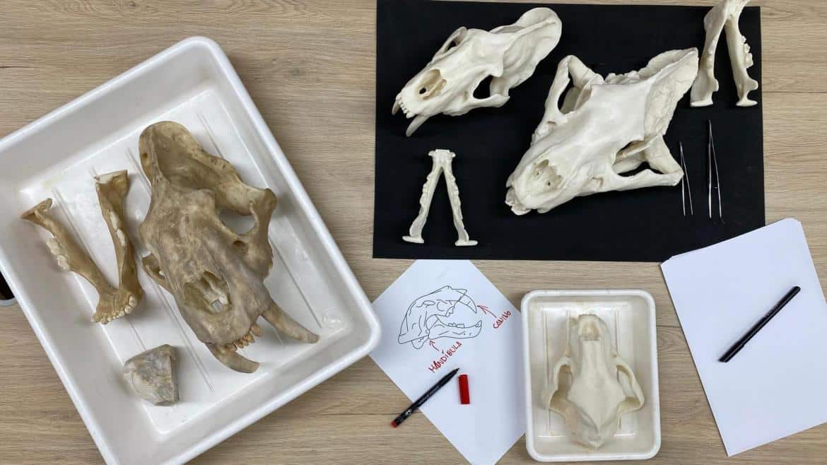 taller sobre los dientes de sable