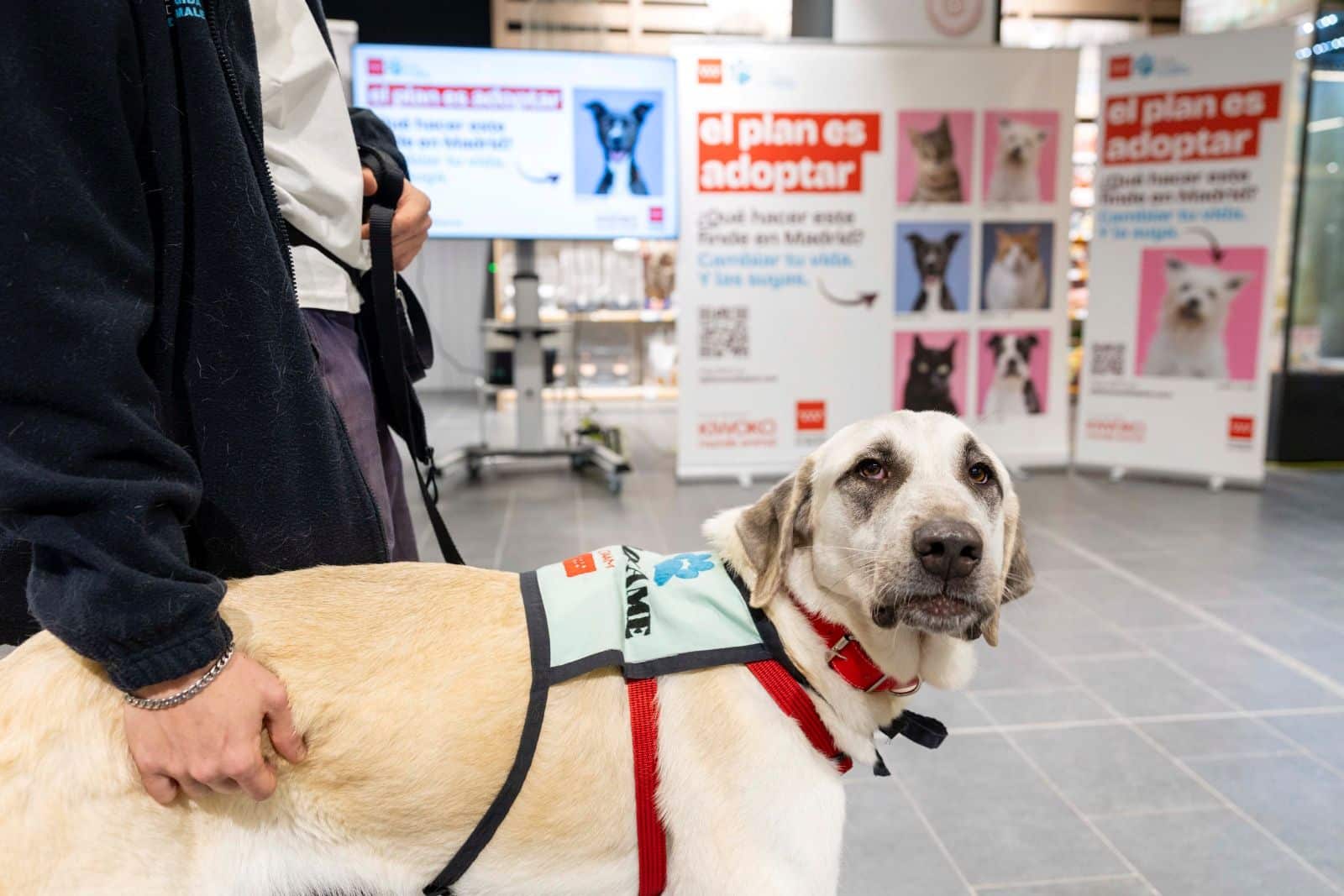 La Comunidad de Madrid lanza la campaña El Plan es Adoptar para fomentar la tenencia responsable de animales de compañía