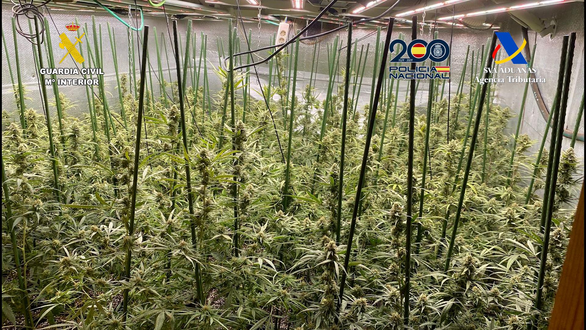 Desarticulada red que distribuía marihuana a Alemania y Polonia mediante operación conjunta del Ministerio del Interior