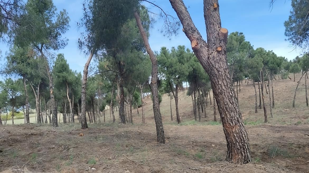 Incremento del 64% en las Ayudas para Montes Privados en la Comunidad de Madrid