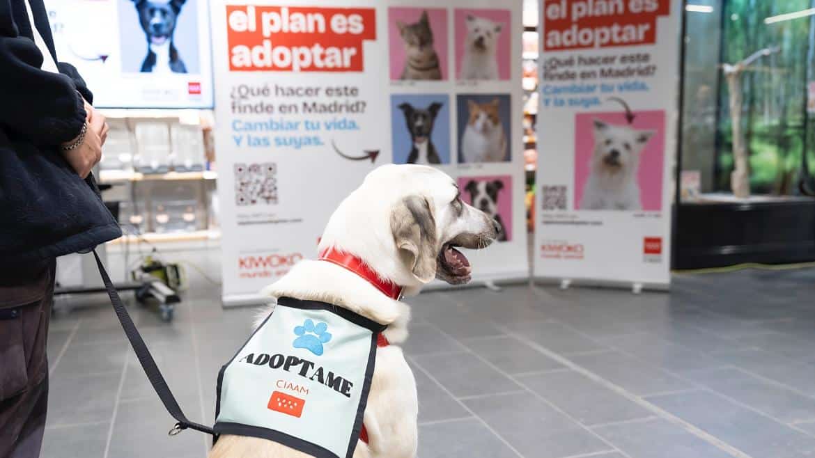 La Comunidad de Madrid Logra Hogar para el 90% de Perros Abandonados en 2023, Superando Cifras de 2024