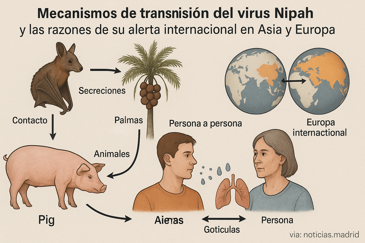 Mecanismos de transmisión del virus Nipah y las razones de su alerta internacional en Asia y Europa