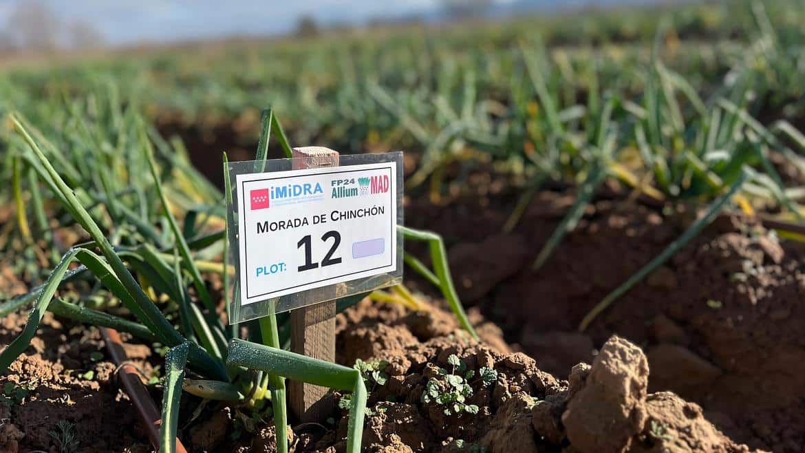 Nuevas Variedades de Cebolla Blanca y Morada de Chinchón Debutan en la Comunidad de Madrid