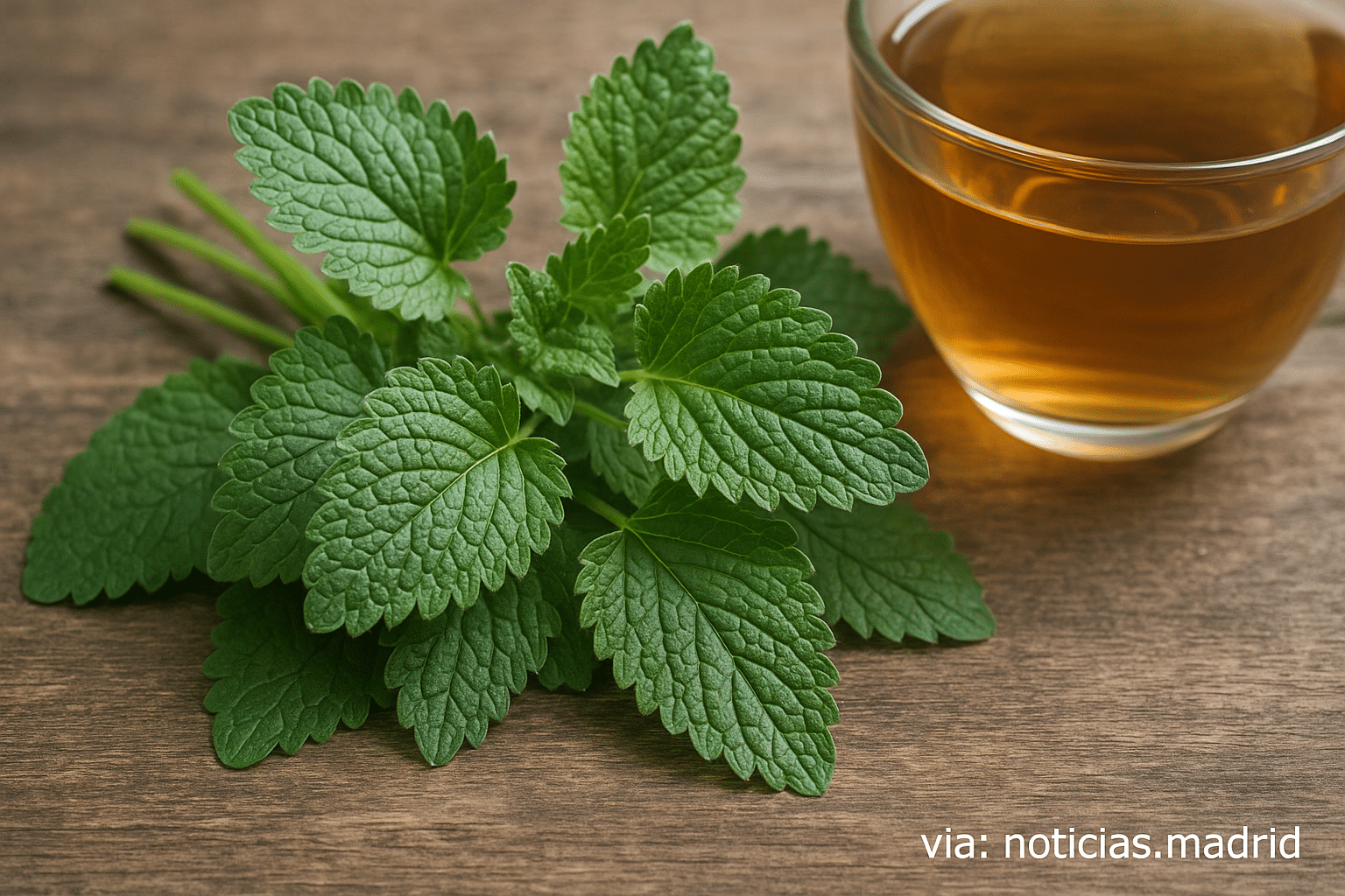 Propiedades de la hierba natural que reduce la presión arterial y favorece un sueño reparador, según especialistas