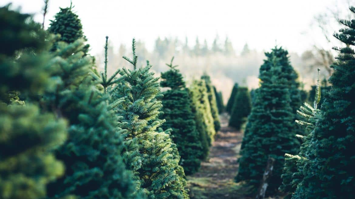 Recordatorio de Madrid: Prohibido Replantar Abetos Navideños en el Monte