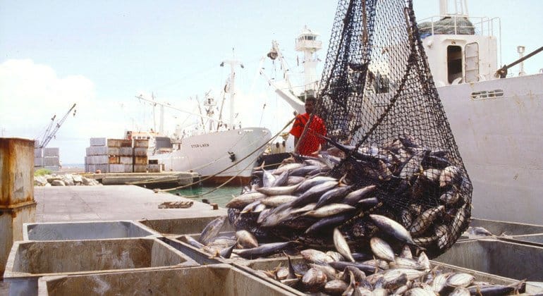 Engaño en el Plato: El Fraude del Pescado que Compromete tu Elección y Salud