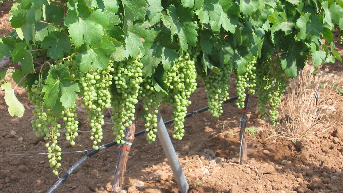 Innovador Material de la Comunidad de Madrid Prolonga la Vida de las Uvas Sin Refrigeración