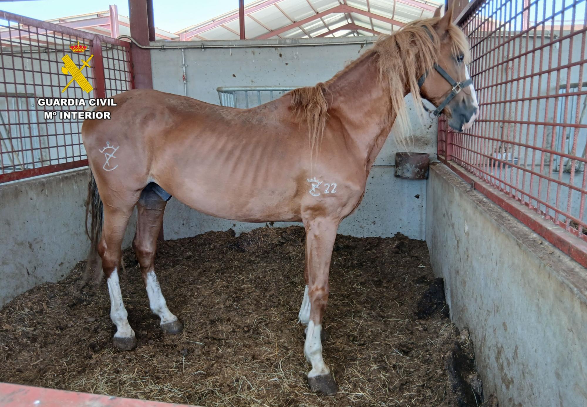 Nueve personas investigadas por maltrato a más de 60 caballos en Zaragoza
