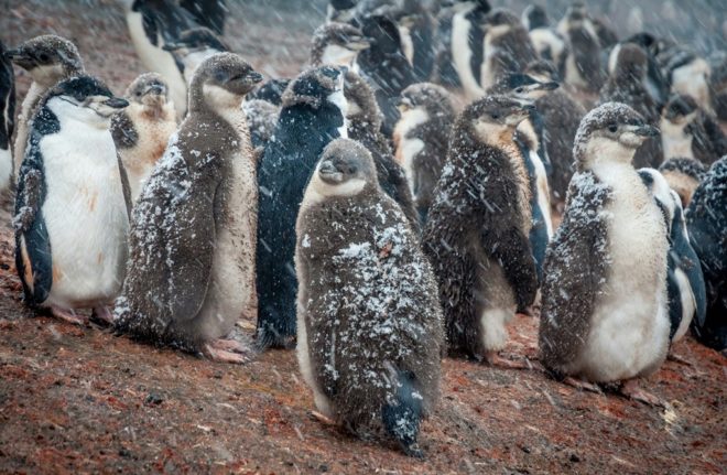 Un colegio madrileño apadrina a un pingüino antártico para impulsar la educación ambiental en las aulas