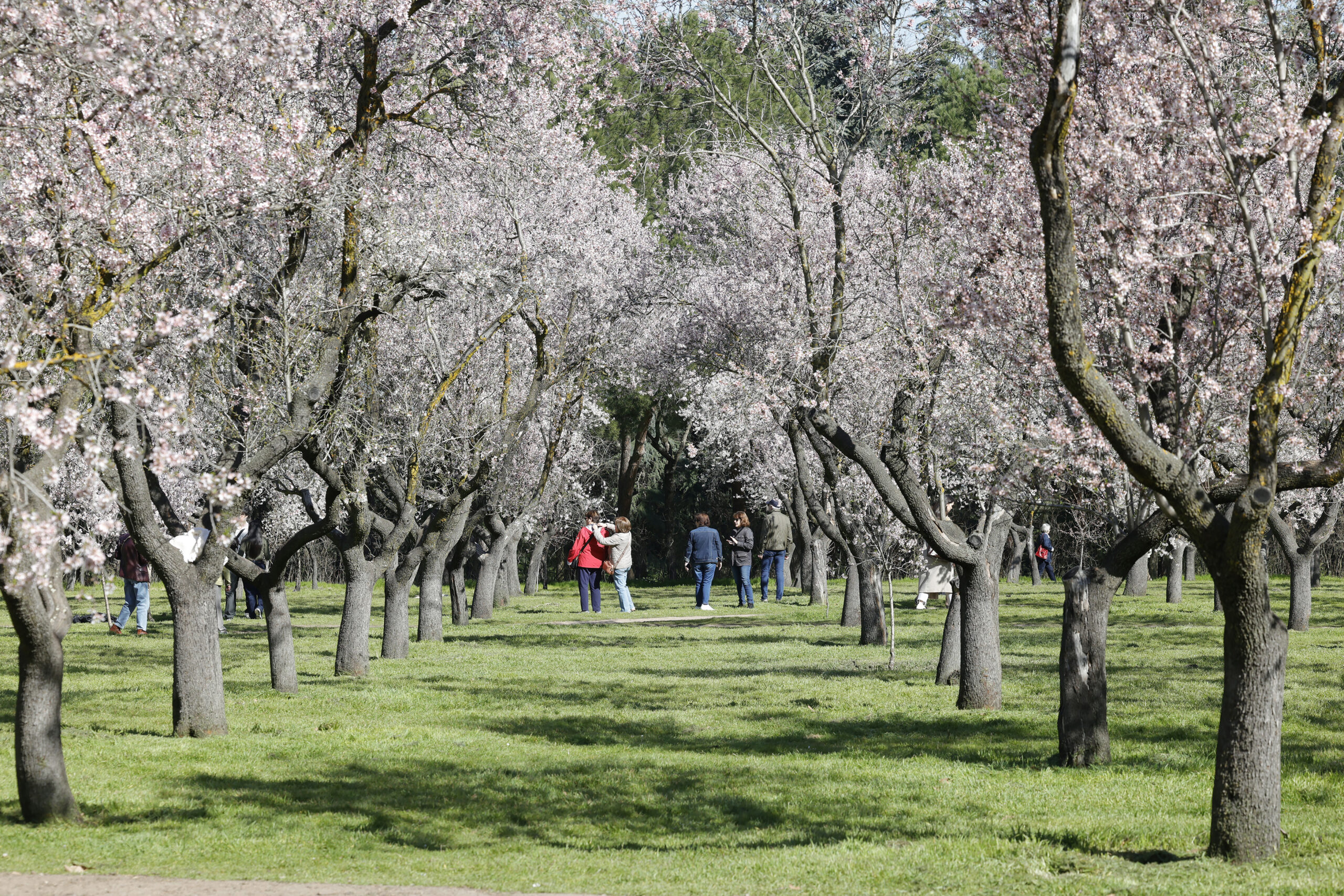 Primera Floración de Almendros en La Quinta de los Molinos Como Bien de Interés Cultural