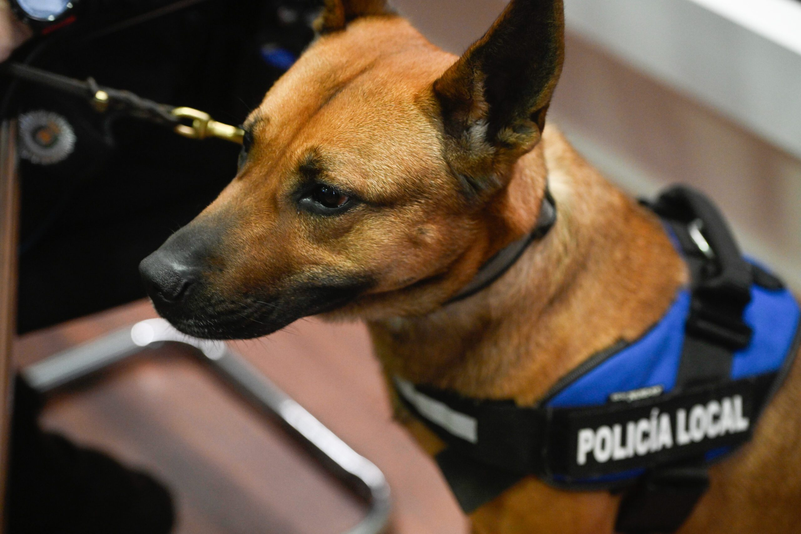 Alcalá Refuerza la Vigilancia con Unidad Canina en Áreas Escolares y Zonas Críticas de Menudeo
