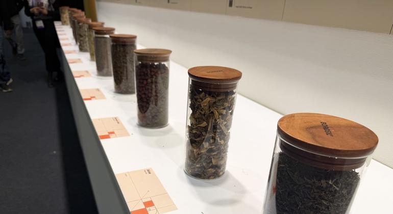 Celebrando el Día Mundial de la Vida Silvestre: La Importancia de las Plantas Medicinales en la Conservación y la Salud Global