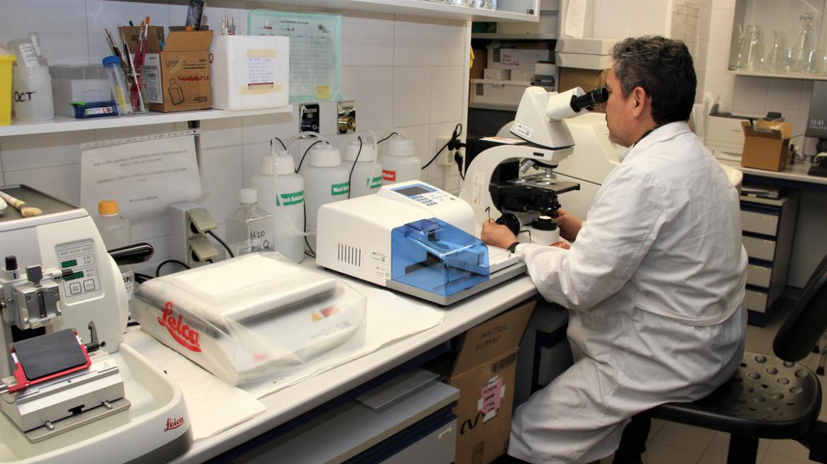 Desarrollan Hidrogel Innovador en Hospital Clínico San Carlos para Restaurar Mielina en Ratones con Esclerosis Múltiple