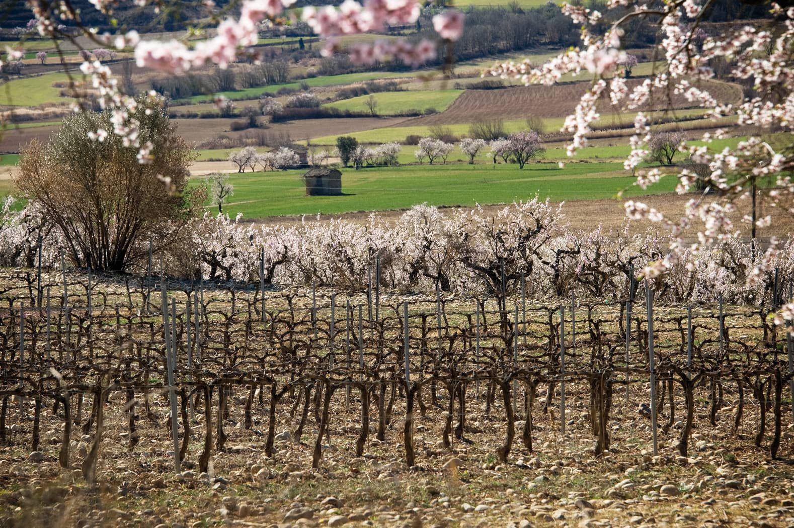 Descubriendo Bodegas Obergo: Elementos Esenciales del Distintivo Vino Tinto del Somontano