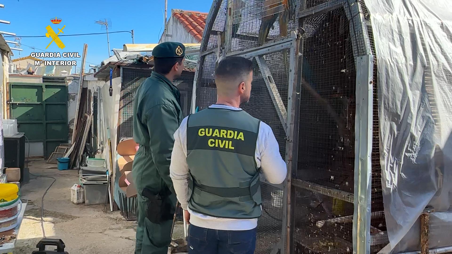 Ministerio del Interior | Intervenidos más de 500 ejemplares de aves exóticas protegidas en el interior de una vivienda en Cádiz