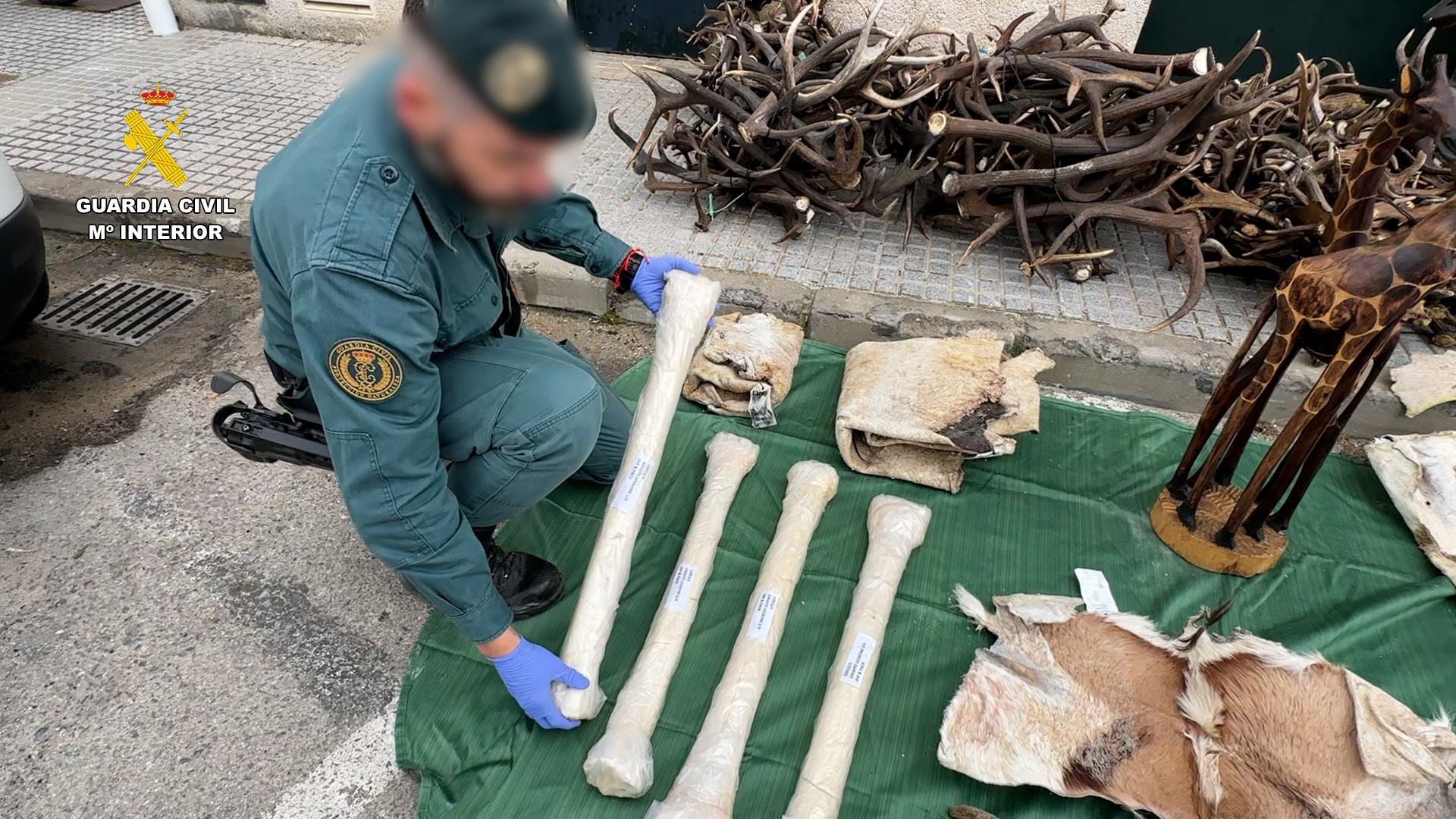 Incautan en Cádiz diversas piezas de animales protegidos provenientes de África