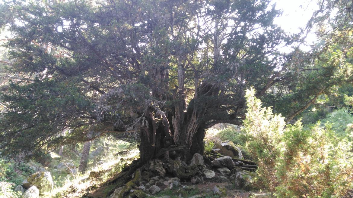 Incremento del 30% en Fondos para Preservación de Árboles Singulares en la Comunidad de Madrid
