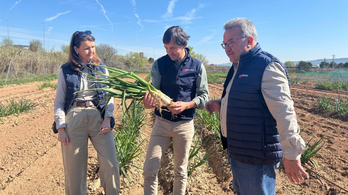 Innovadora Iniciativa en Madrid para Cultivar Calçots Localmente a Partir de Cebollas Regionales