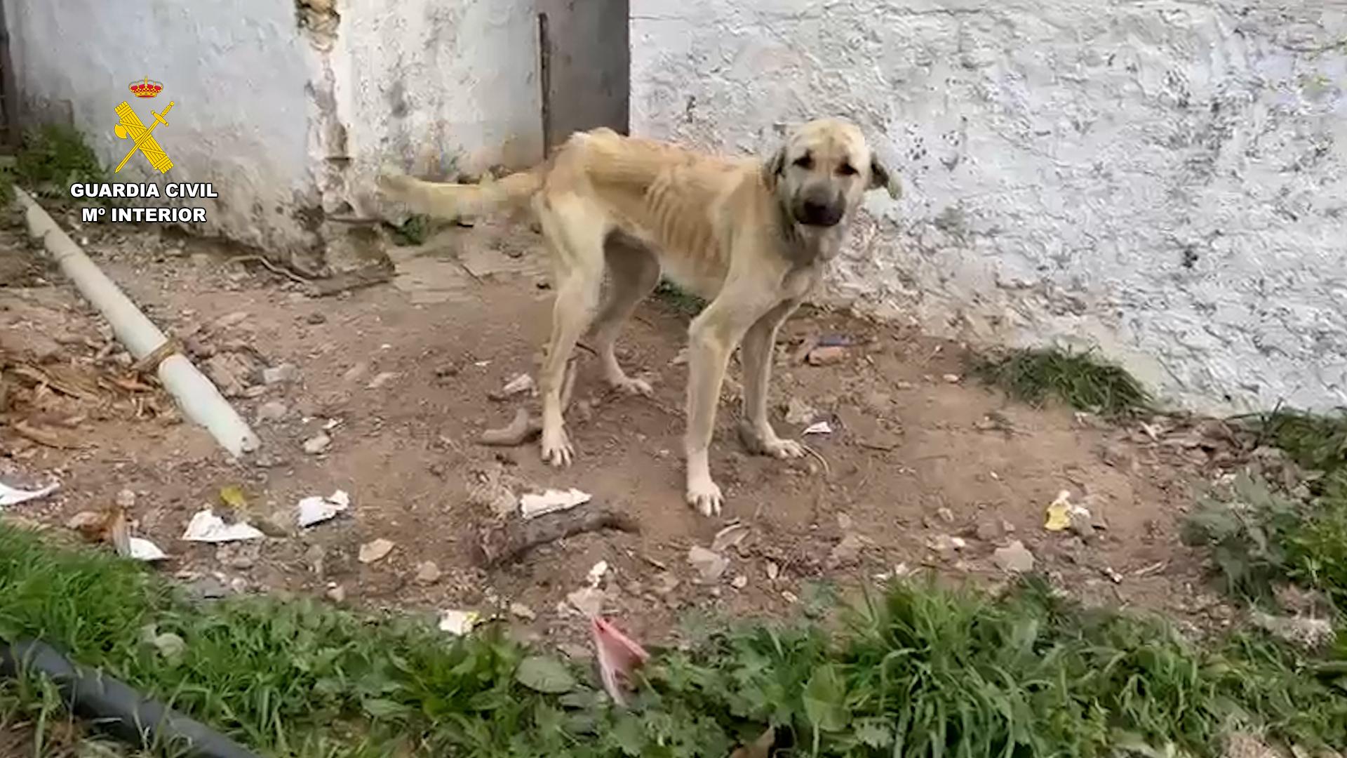Investigadas 18 personas en Cádiz por maltrato a 75 perros por el Ministerio del Interior