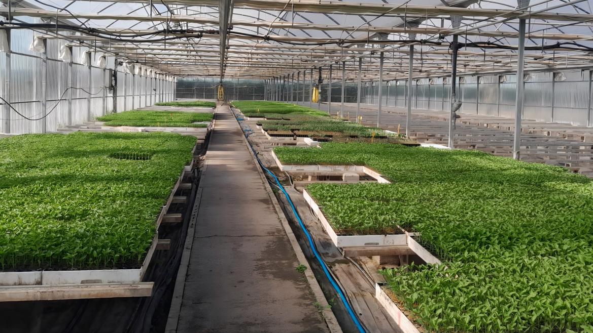 Madrid impulsa la conservación agrícola local con entrega de 55,000 plantones autóctonos a agricultores