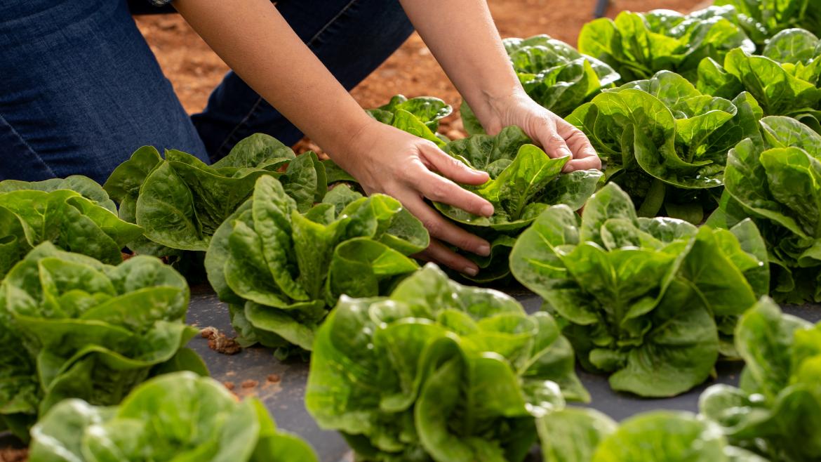 Díaz Ayuso Impulsa Renovación de Ayudas para Nuevos Agricultores y Ganaderos en el Sector Primario