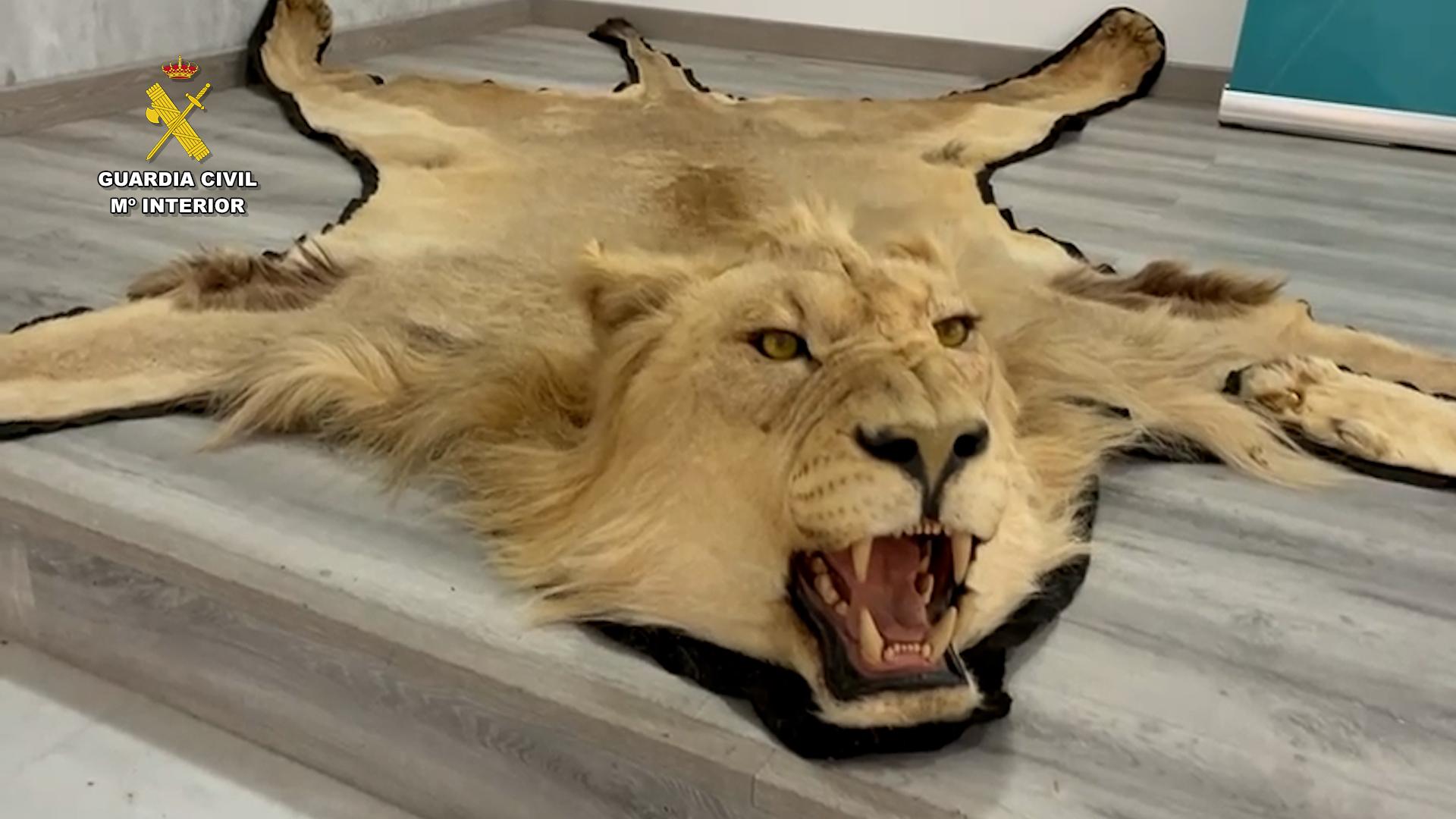 Almería: investigan la venta online de alfombras de piel de león