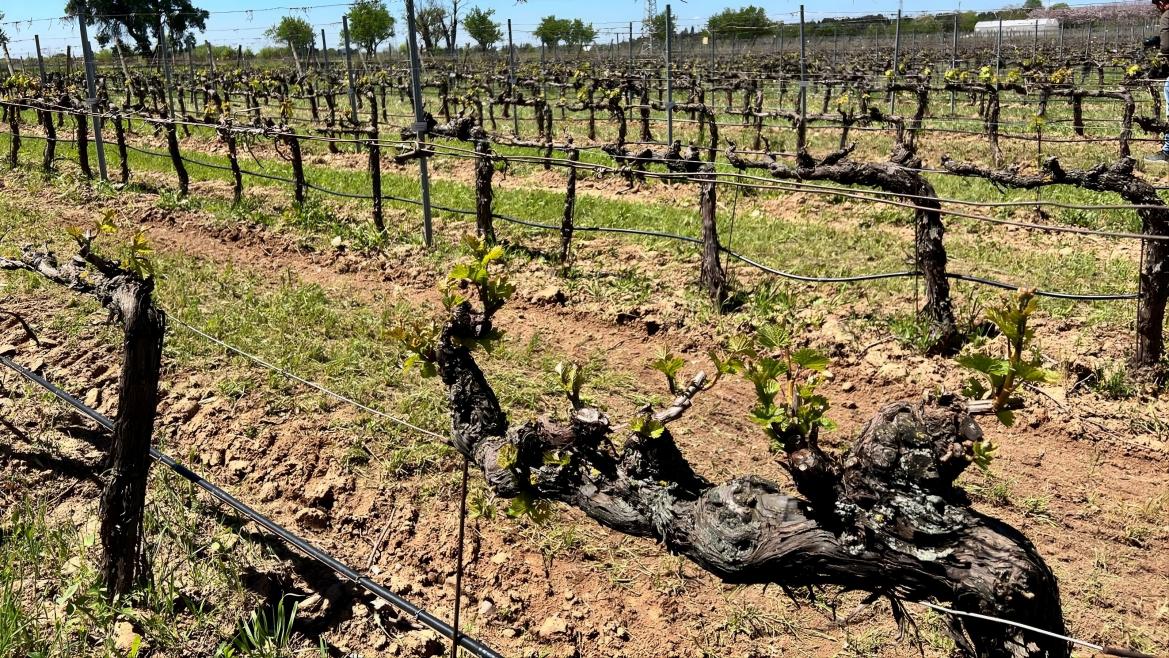 Madrid Encabeza Investigación Nacional que Redescubre 95 Variedades de Vid Centenarias Perdidas