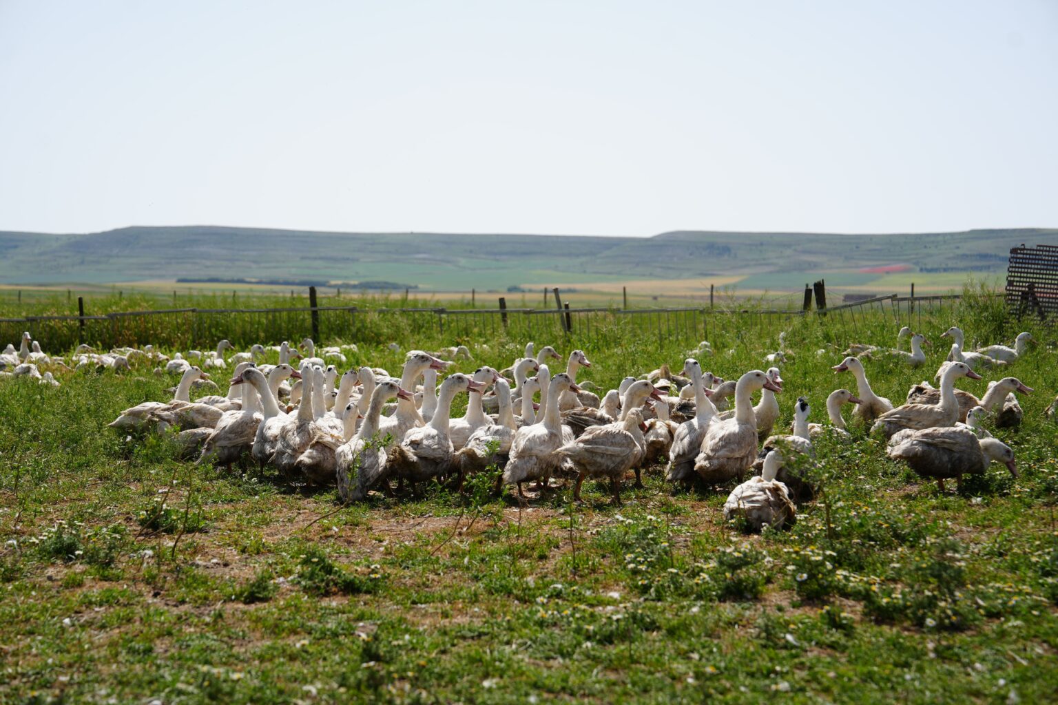 Periodistas e influencers recorren la ruta del foie gras en Palencia