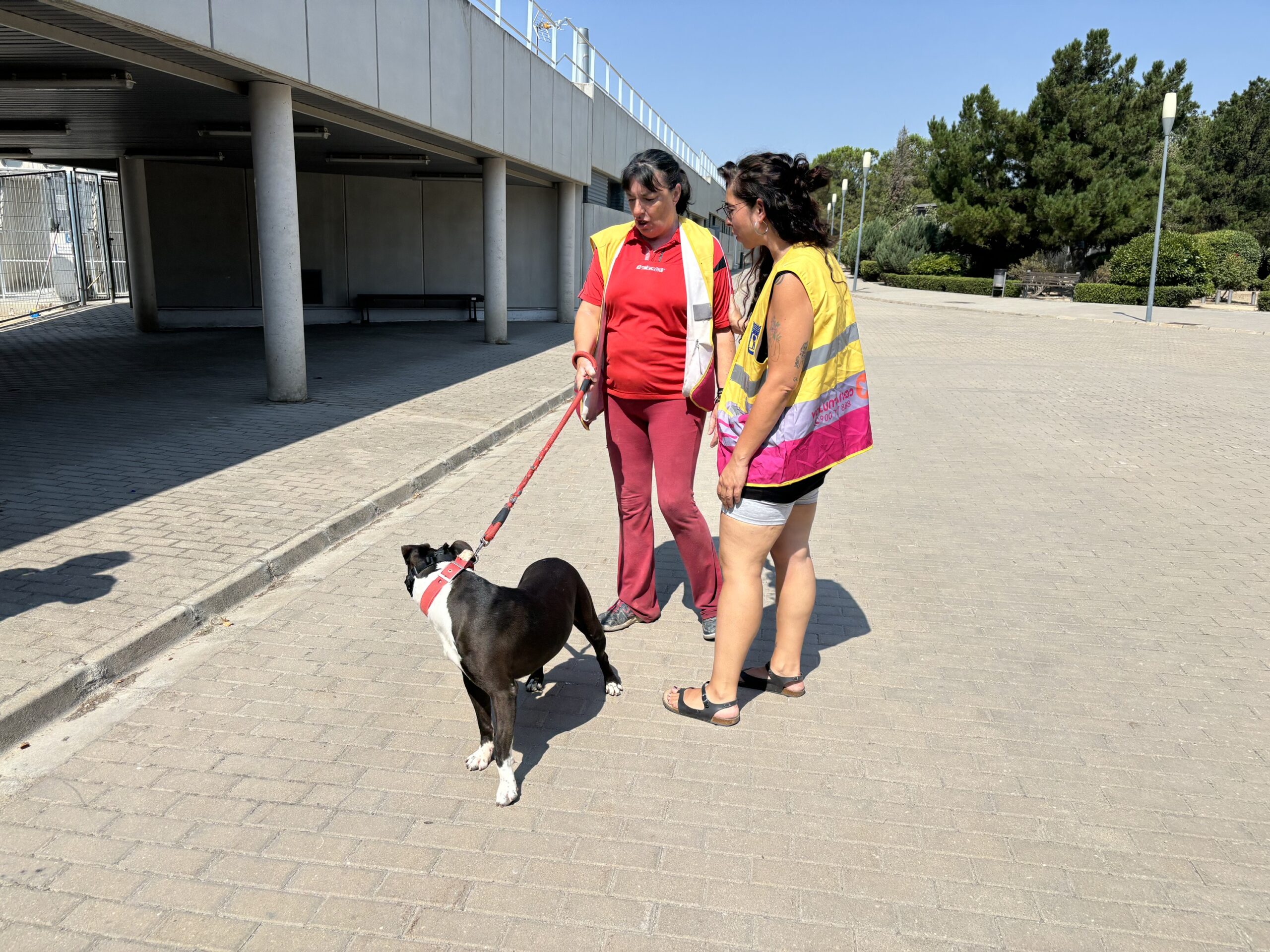 Voluntarios por Madrid supera los 21.000 inscritos en 2025
