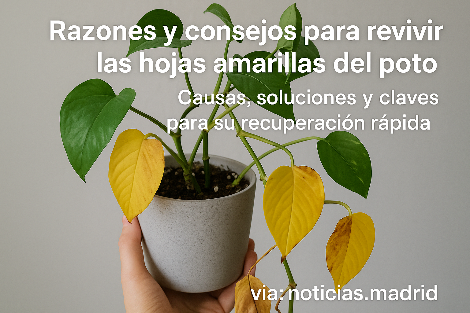 🔴Por qué las hojas del poto se ponen amarillas: causas, soluciones y cómo recuperarlo rápidamente