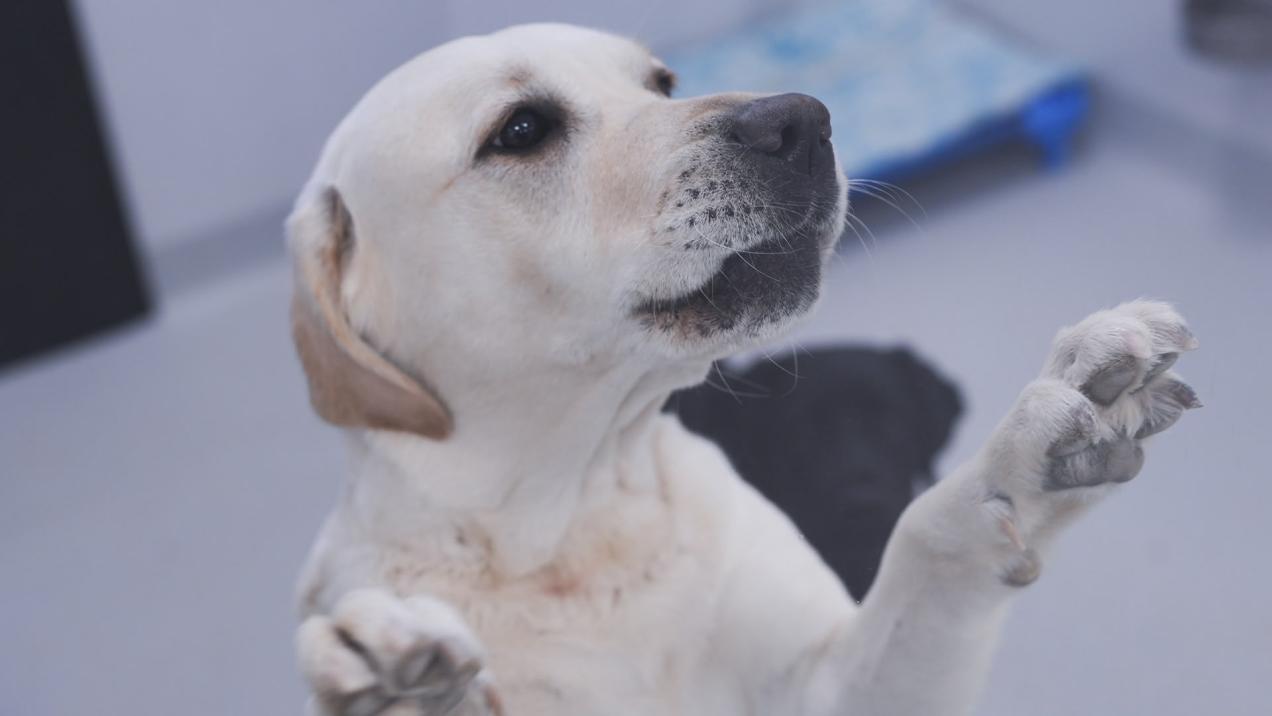 Red de Asistencia Veterinaria Gratuita para Mascotas Afectadas por Incendios en Madrid