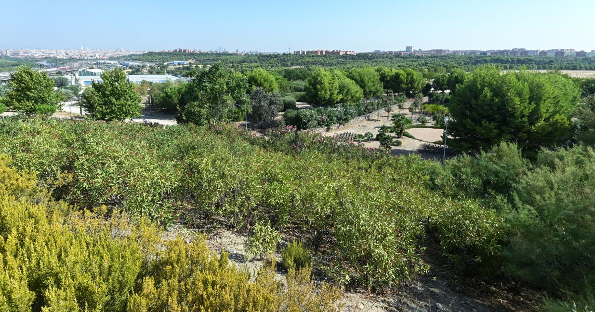 Descubre los secretos del parque de las Comunidades en Puente de Vallecas: Un mirador, plantas aromáticas y diversidad botánica