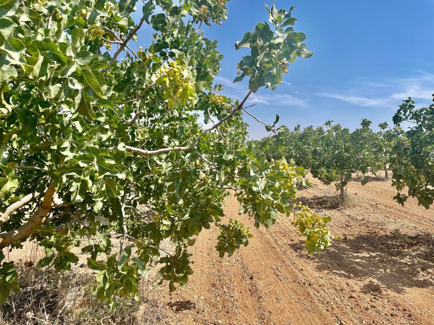 El olivar, el almendro y el pistacho son los que peor financia el sistema tradicional