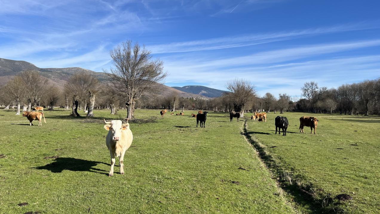 La Comunidad de Madrid apoya a ganaderos en la implementación de medidas contra el lobo ibérico.