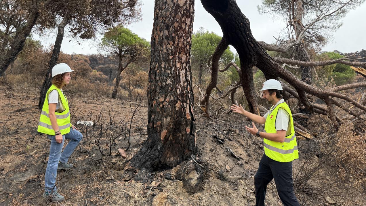 Restauración de Caminos en Sierra Oeste: Madrid Refuerza Seguridad Tras Incendio Forestal 1 Restauración de Caminos en Sierra Oeste: Madrid Refuerza Seguridad Tras Incendio Forestal